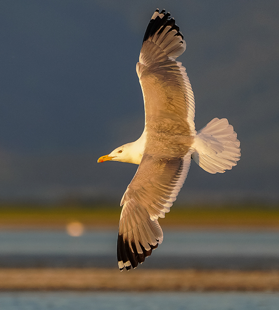 Mongolian gull